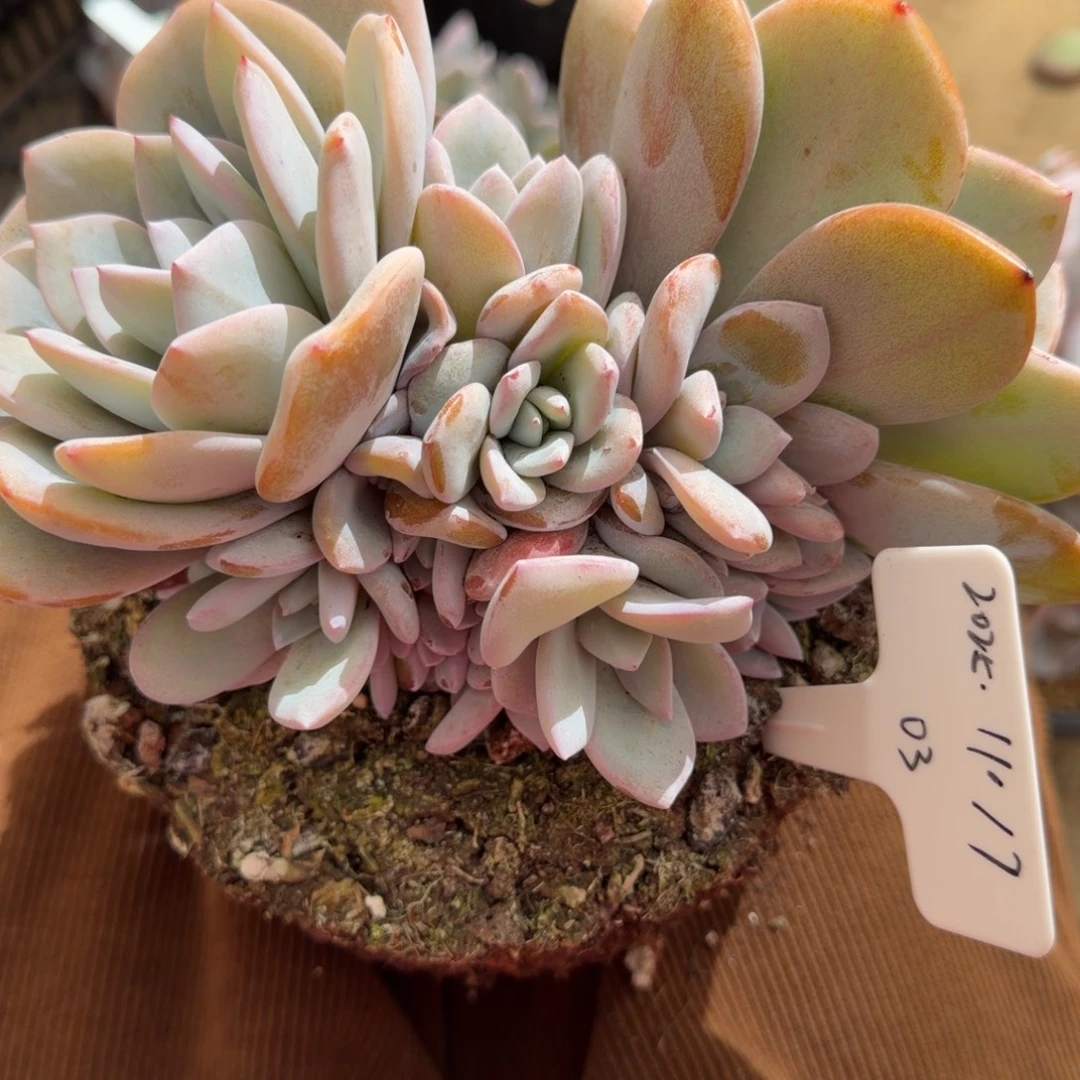 一物一拍奶茶潜力股03