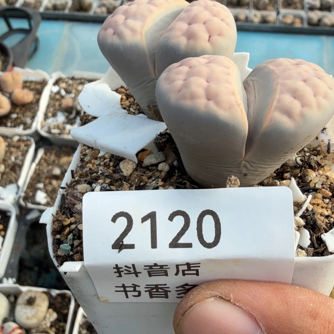 多肉。