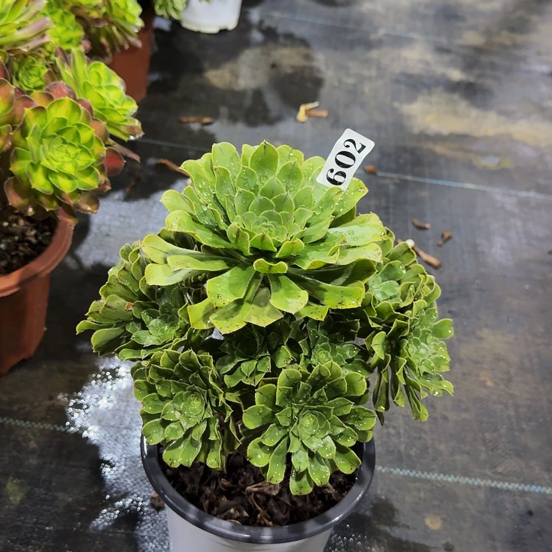 000602原始绿多肉法师