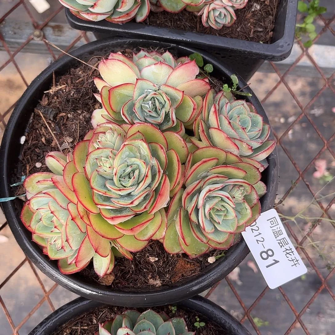 同温层多肉81牡丹亭