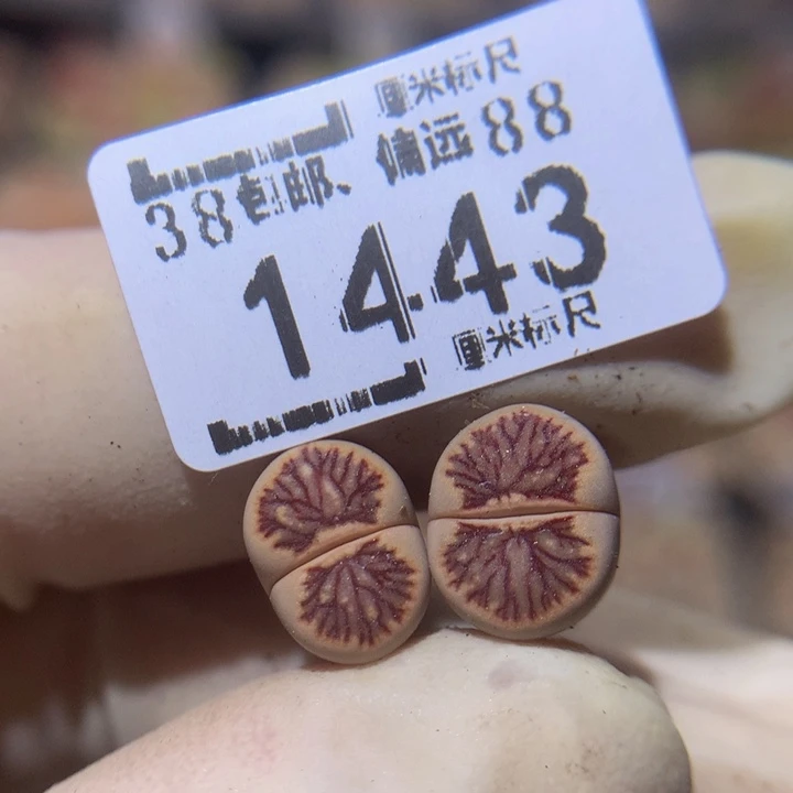 蒙*月Zzz精品生石花1443