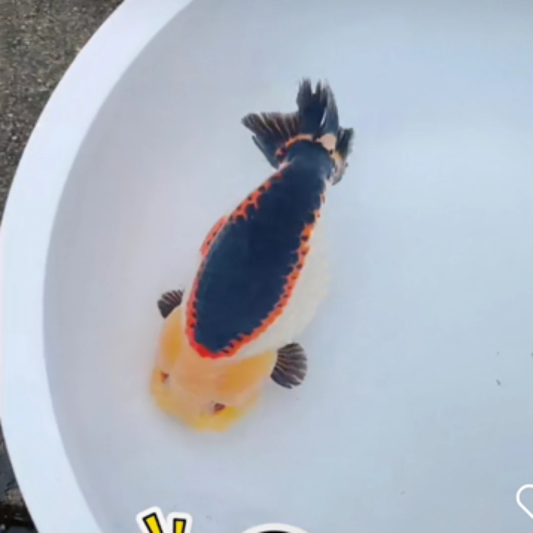 精品兰寿金鱼活鱼淡水冷水发货红白玉兔奶牛奶花