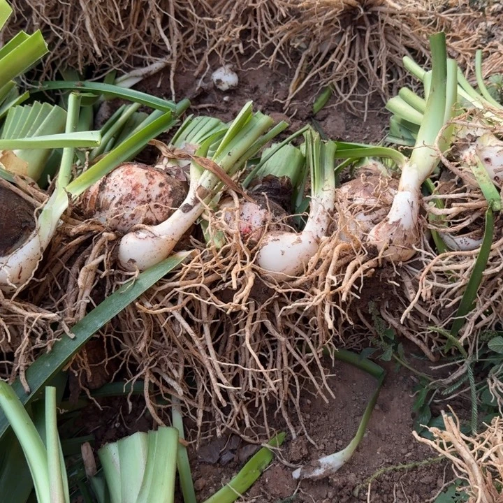 当前无花栽培后可以开花魅影重重9+开花球闪