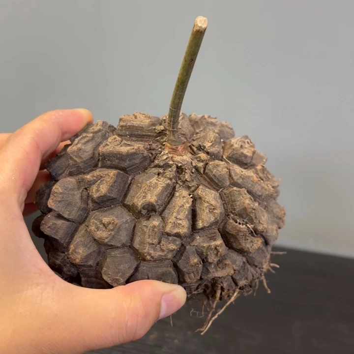 墨西哥龟甲龙脱土发货