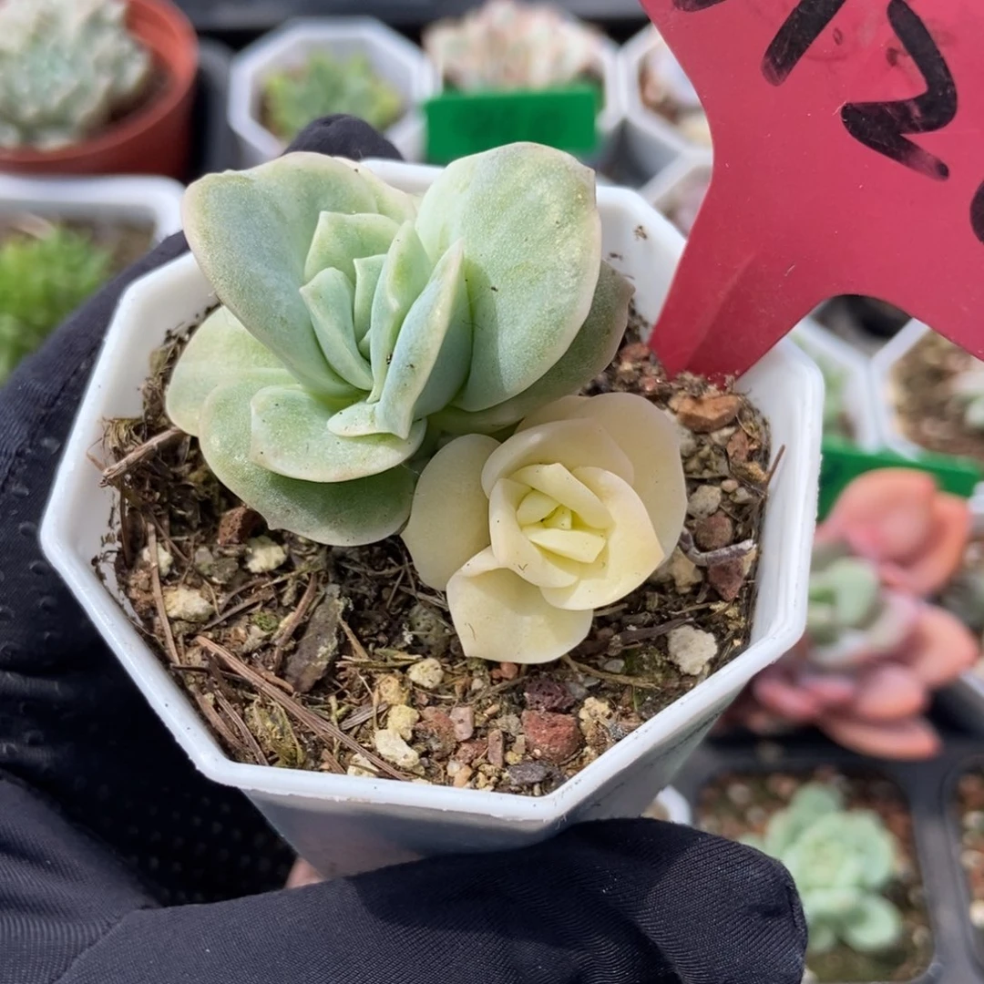 3120可爱玫瑰锦多肉植物保护