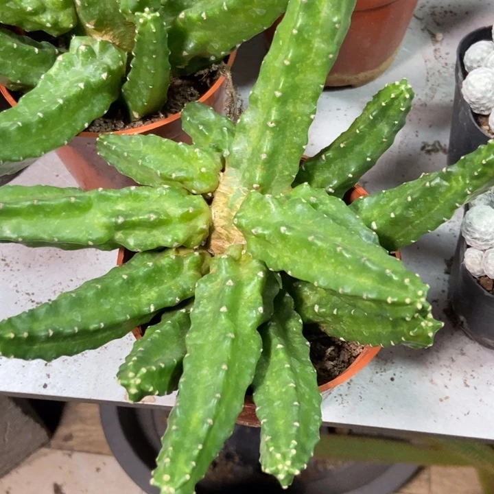 未***好仙人球桃太郎一物一拍