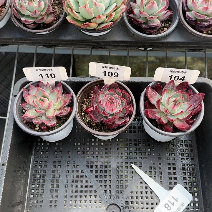 110、109、104惊鸿仙子多肉植物6-9cm福利