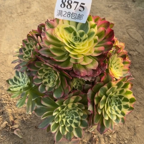 海王多肉多肉8875