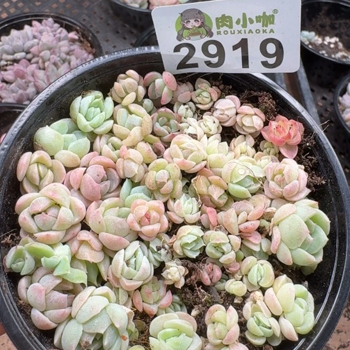 无花朵多肉植物多肉植物