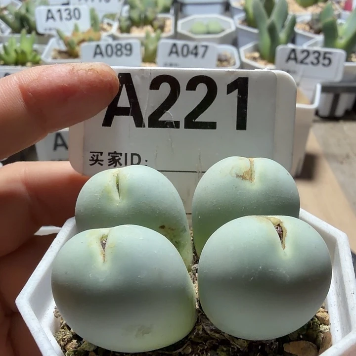 221。满38包邮肉锥