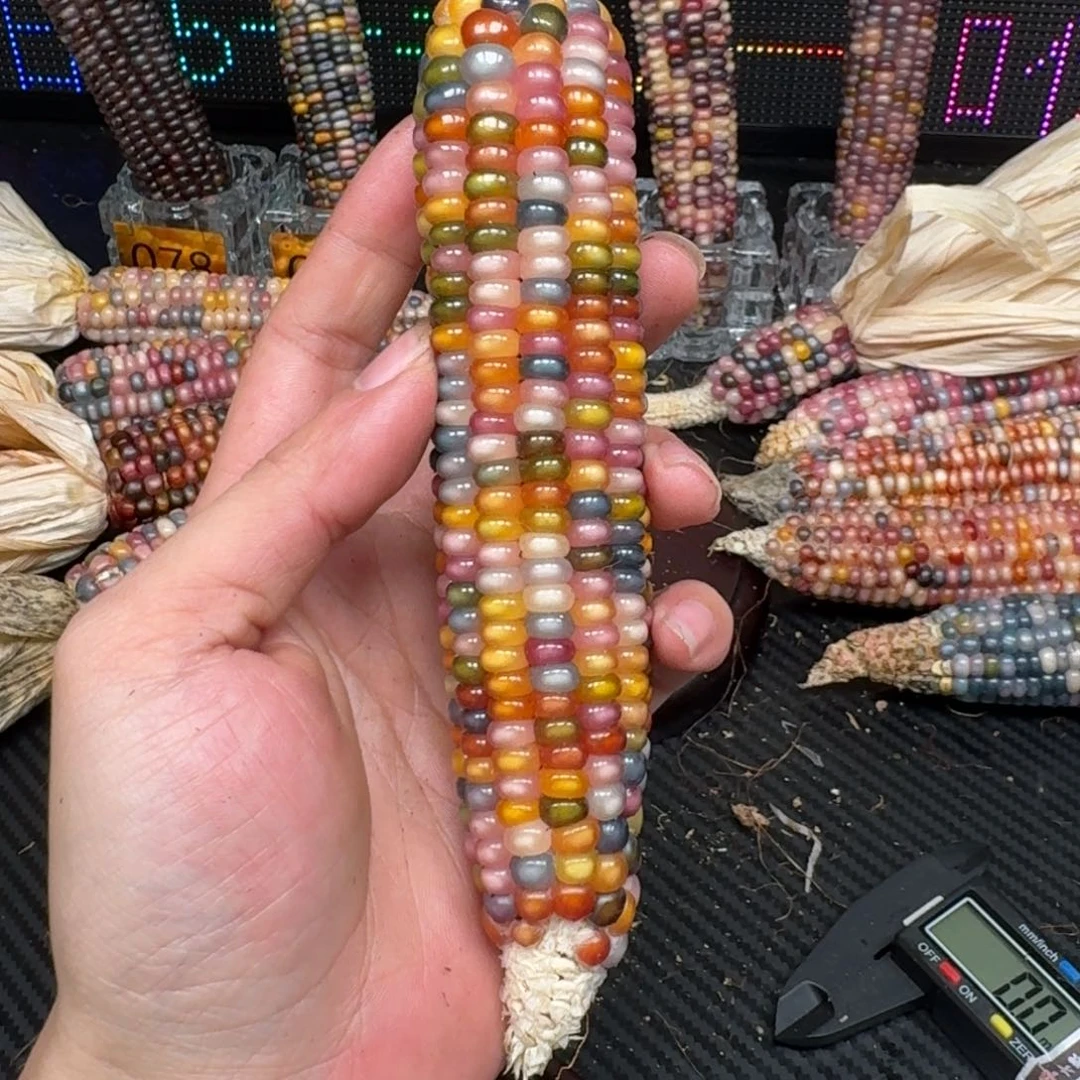 柏香籽/百香籽吊坠没****的