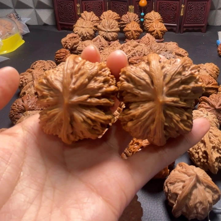 白狮子连体47尺寸核桃哈哈哈哈哈哈哈