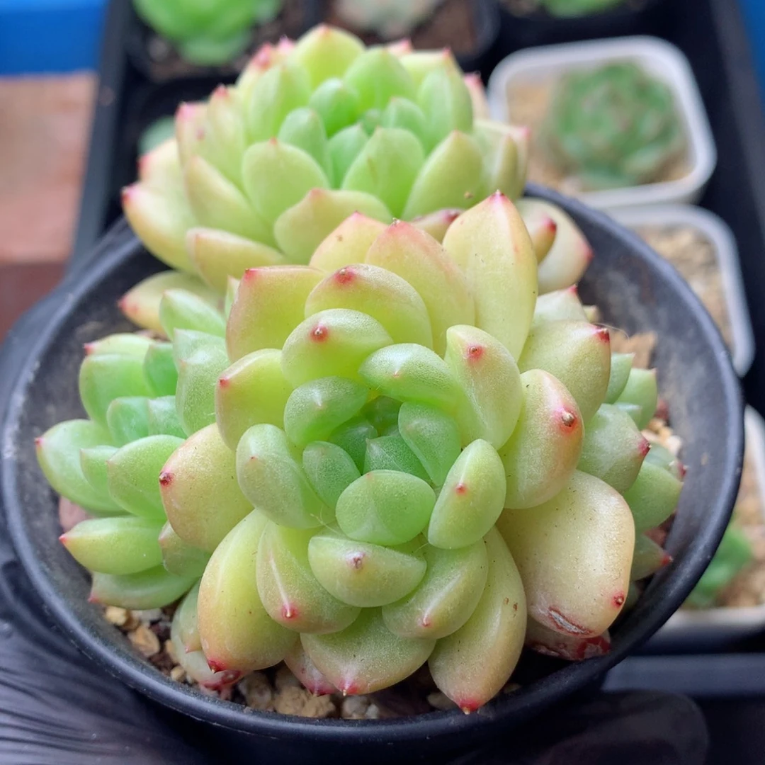 58包邮  群生不包整 198