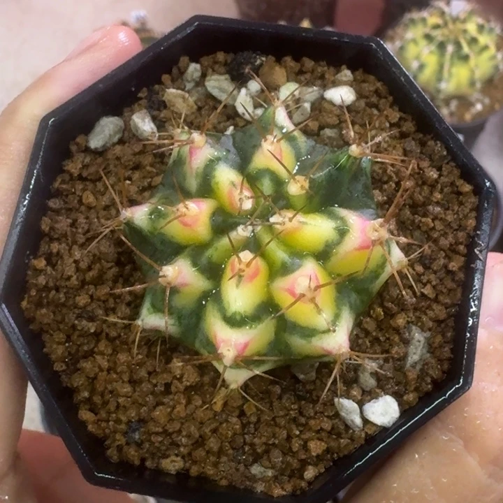 花田侧芽福利捡漏