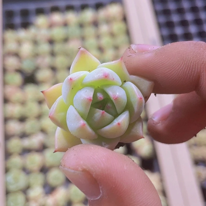 蓝眼睛精品多肉量拍