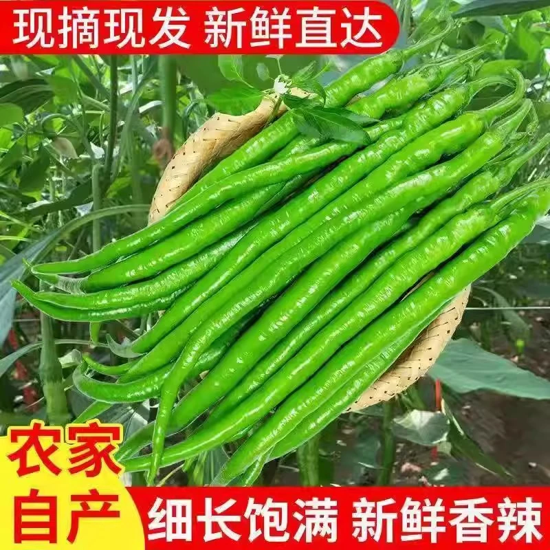 【顺丰包邮】新鲜线椒二荆条中辣微辣荆条现摘辣椒青线农家尖椒青椒