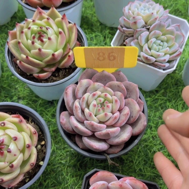 彤*我的小可爱们都好可爱