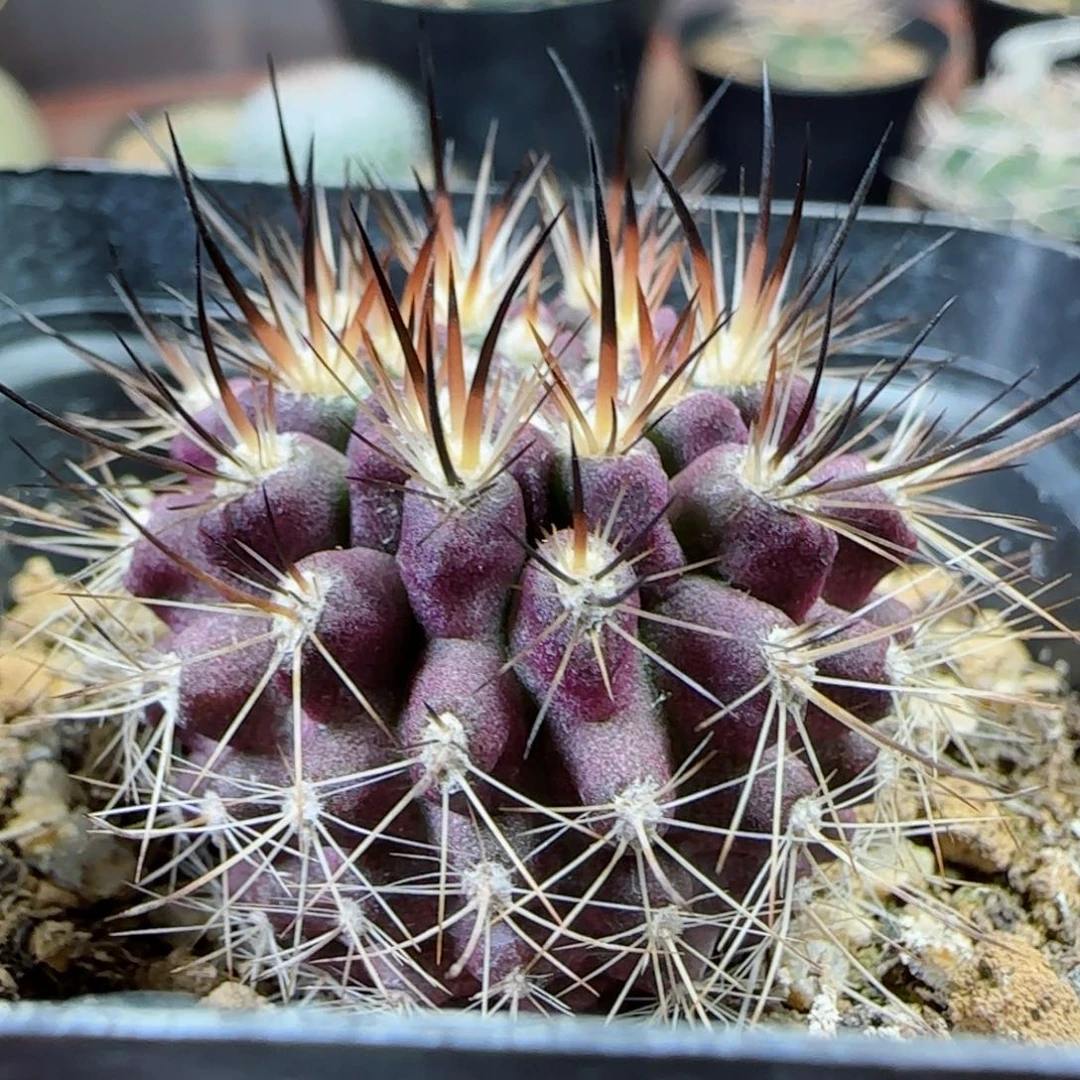 实生暗黑玉多肉3.1厘米