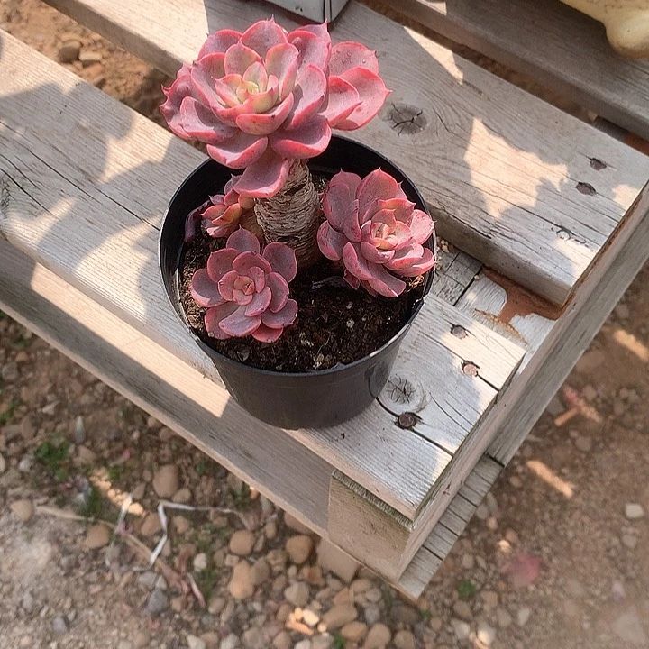 骨*酱泪无痕多肉植物脱土