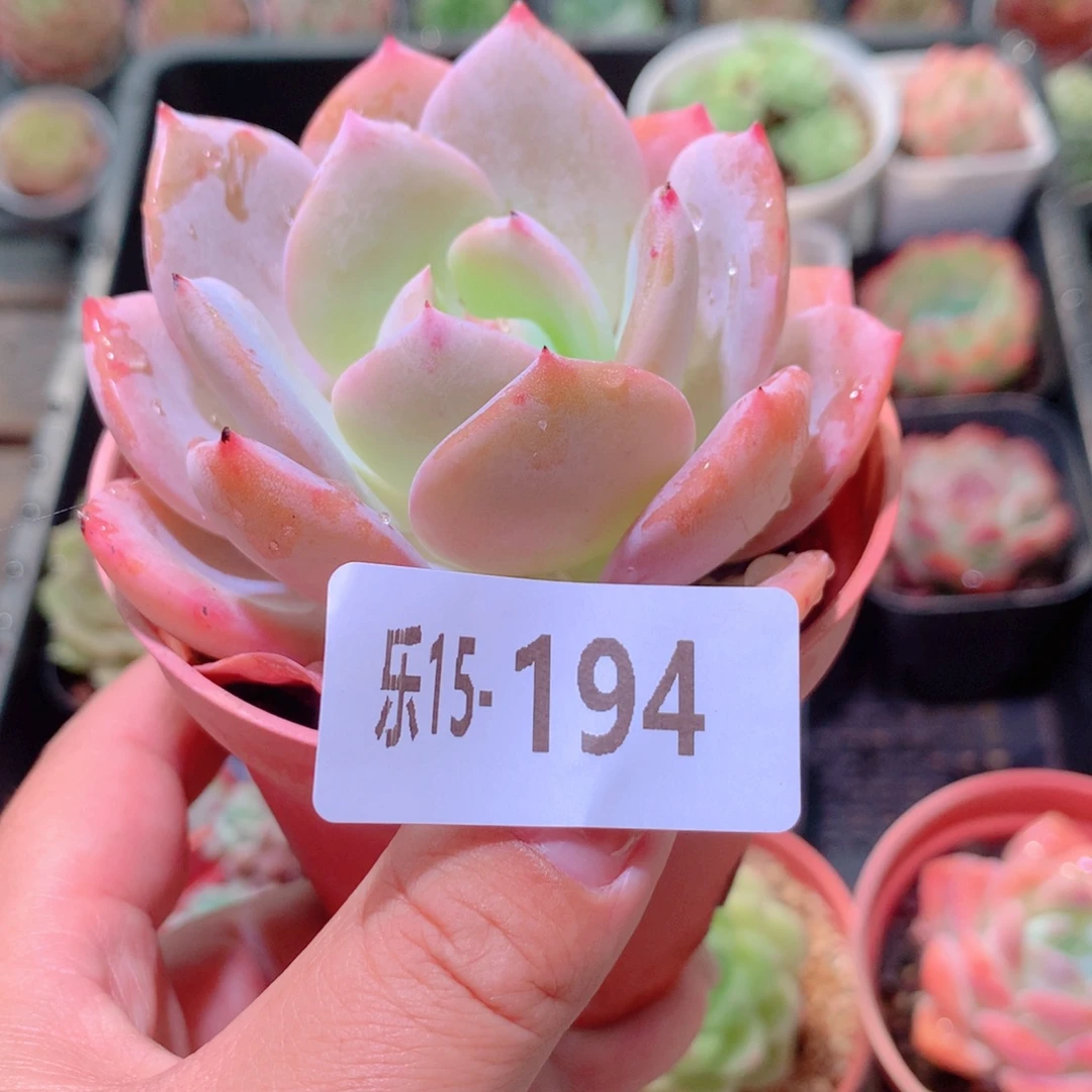 乐然15-194 白月梦露