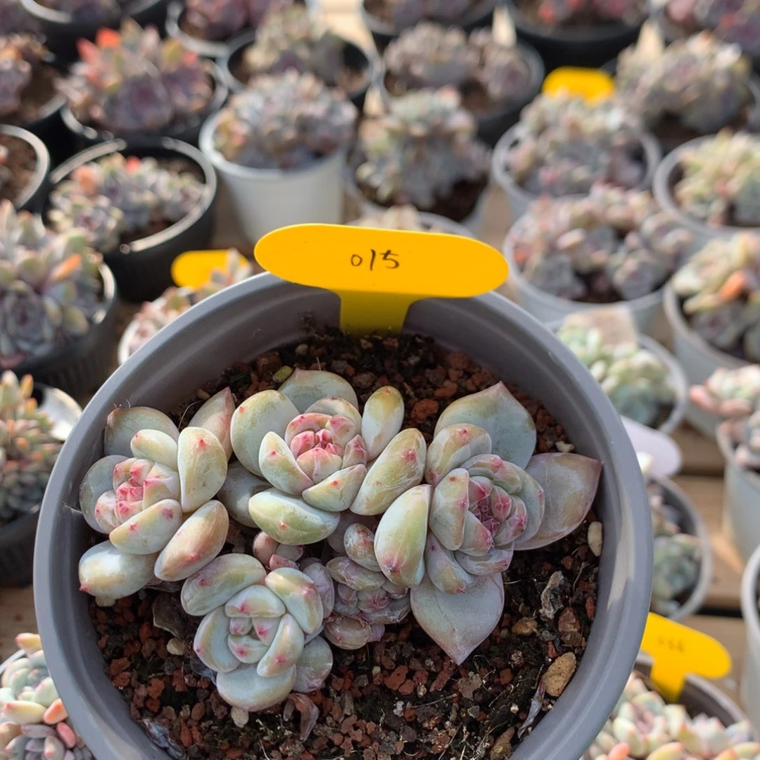 10.5厘米六头有砍油脸溏心石榴籽 015