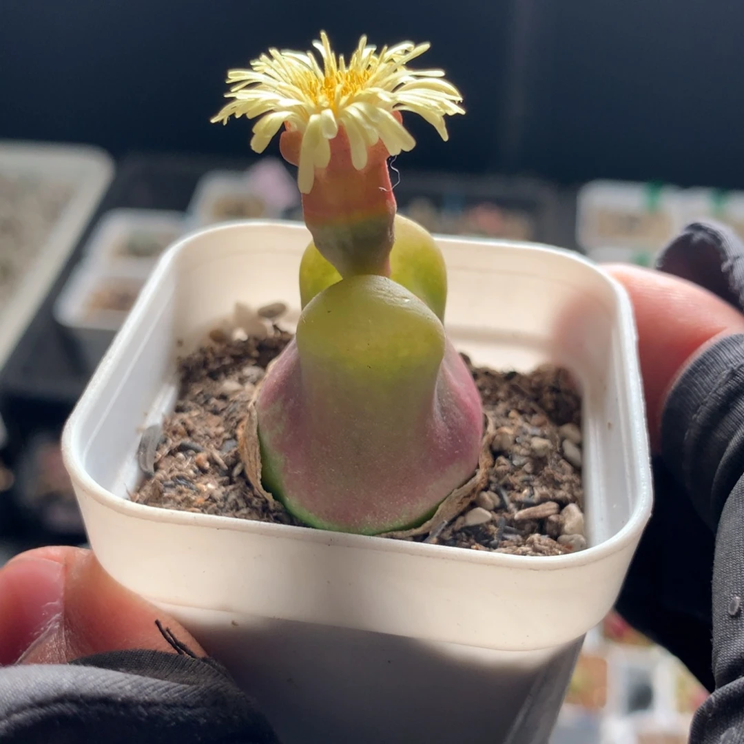 419母本母本母本