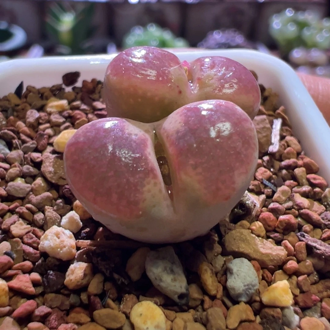 1186，风铃杂，粉窗