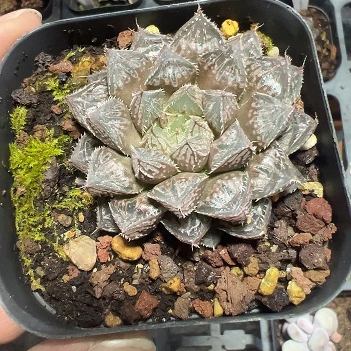 楼兰精品多肉植物