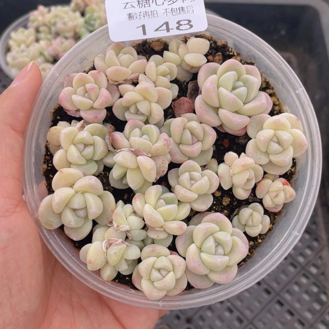 云糖心多肉植物148