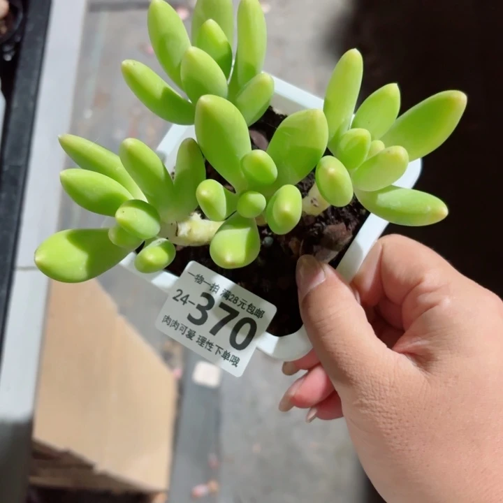 芒果奶多肉无盆土发货无盆土