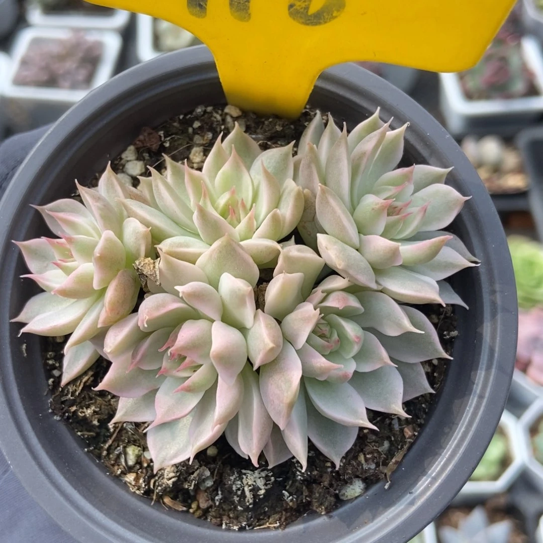 916玛格丽特锦多肉植物保护