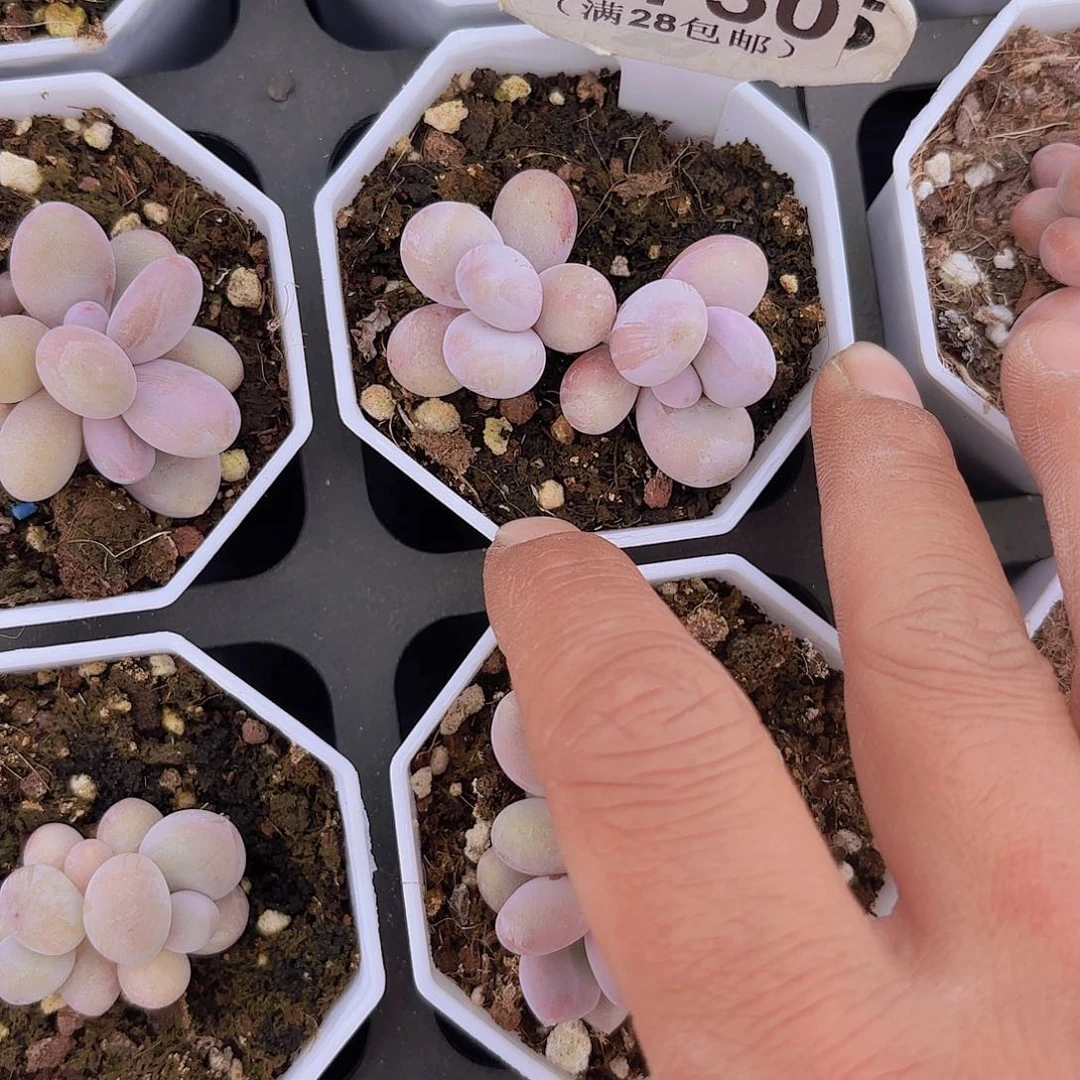 D750桃蛋一物一拍