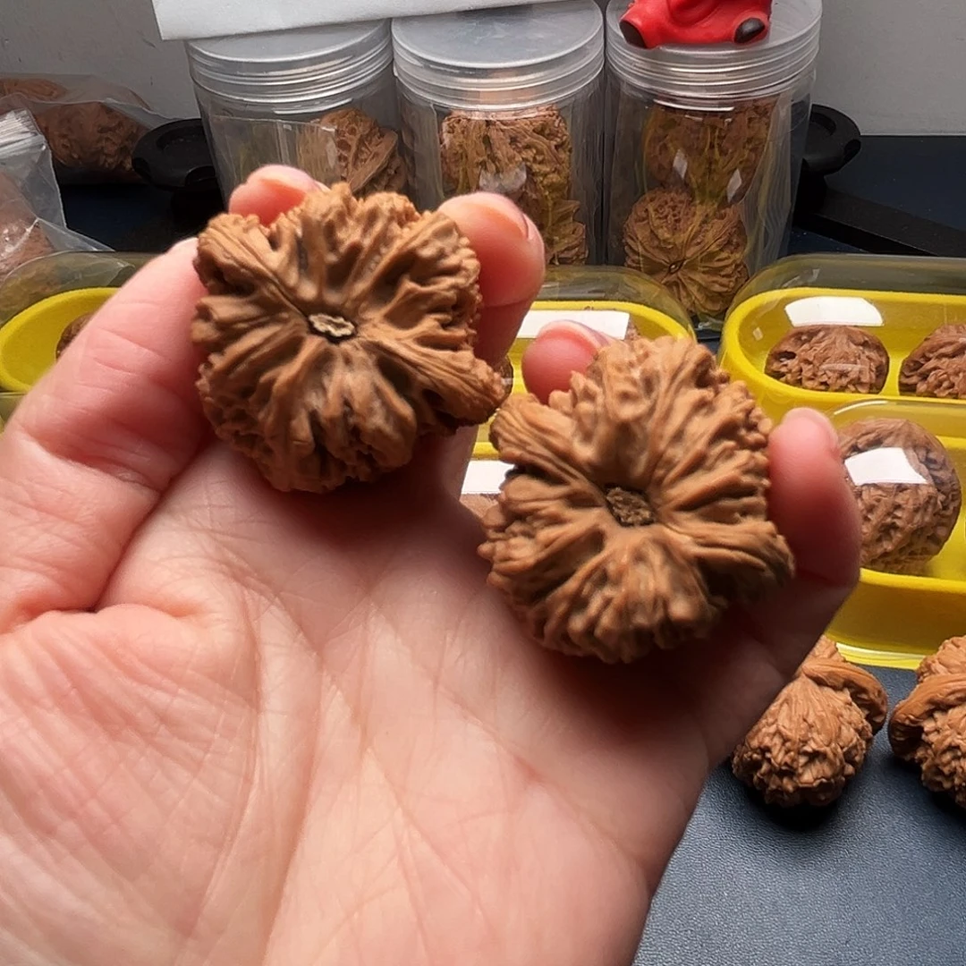 核桃36尺寸丑疆高炮型