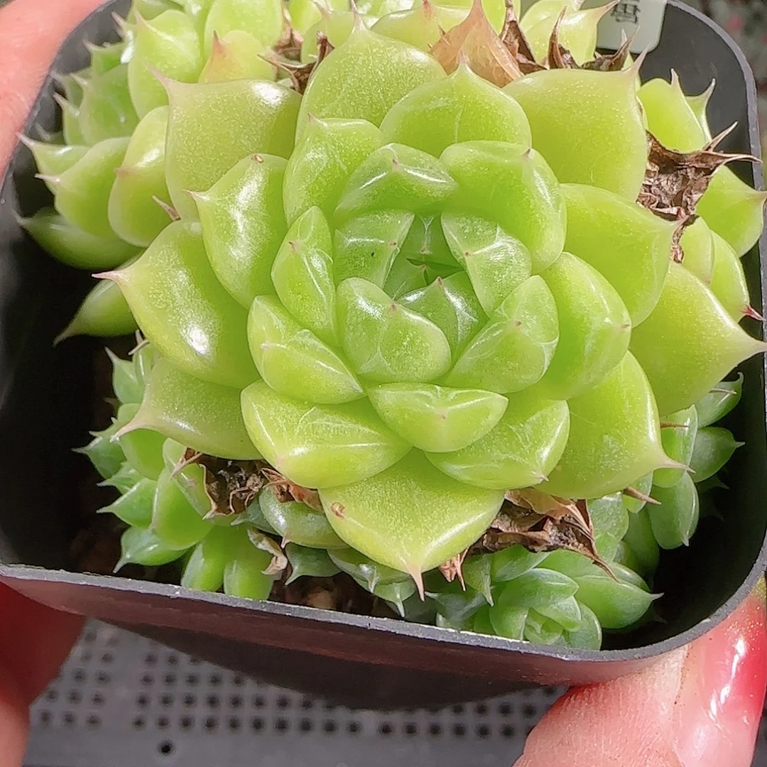 0923-105麦秆优选不包整
