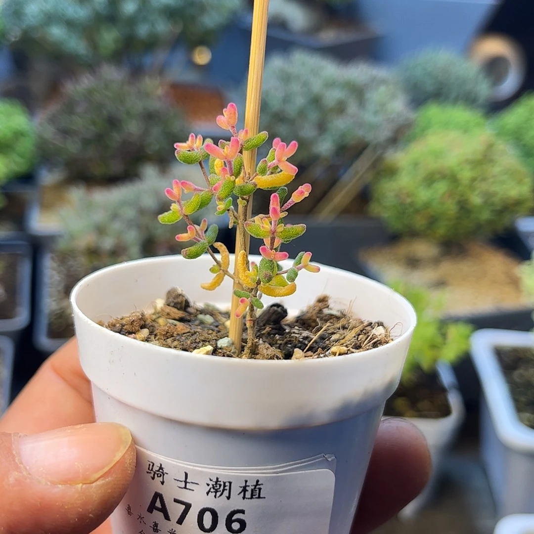 *****706糖球粉锦枝干番杏