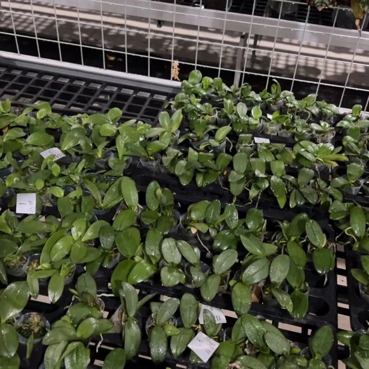 t***u不开花植物林登X EQ1.7