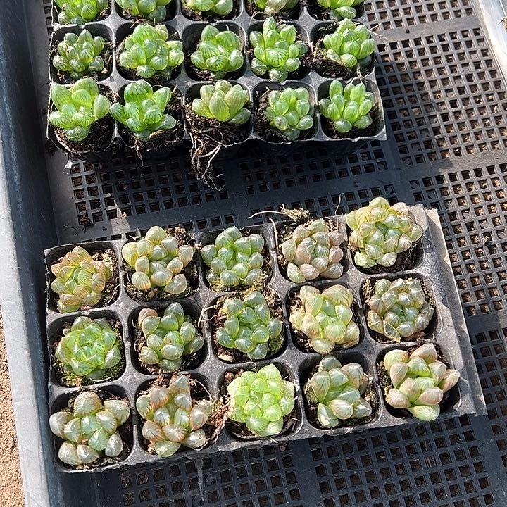 105孔玉露15颗带穴盘随机量拍