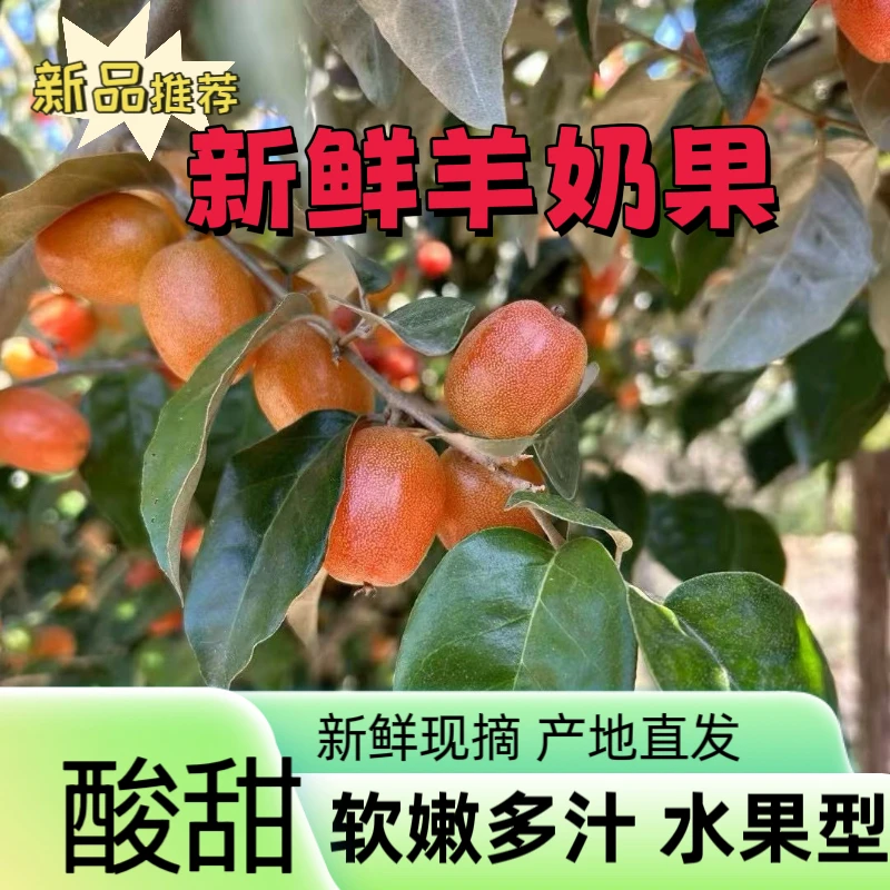 羊奶果云南甜羊奶果新鲜特产密热带时令孕妇水果牛虱子果航空发货