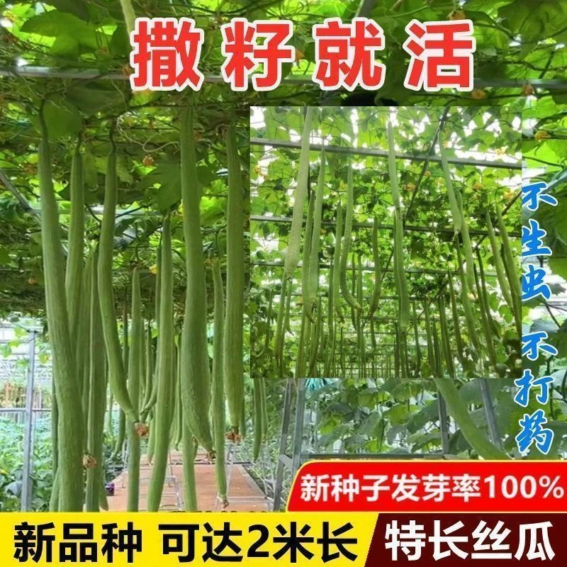 特长嫩丝瓜种子大肉丝瓜大肉香丝瓜种子四季阳台庭院春季蔬菜种子