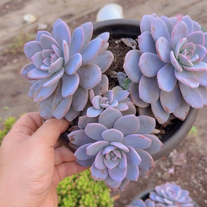 红茶三头起大盆老桩