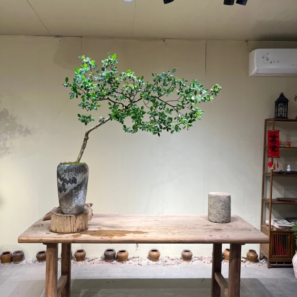 如意 | 海岛栀子花 精品飘枝 弯曲有度 老桩意境盆景