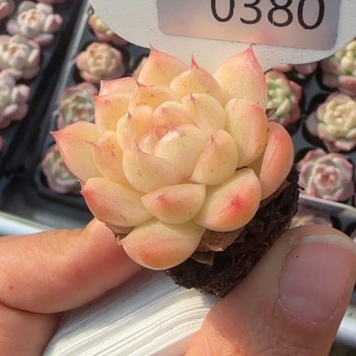 380号  珠光麦秆