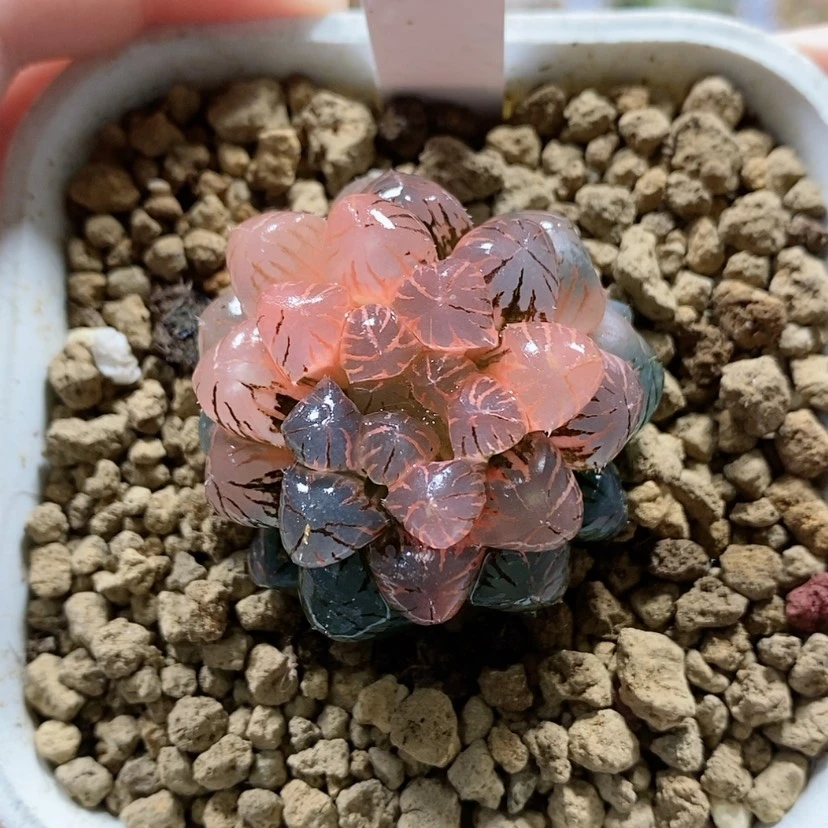 【闪购商品】48实生玉露锦