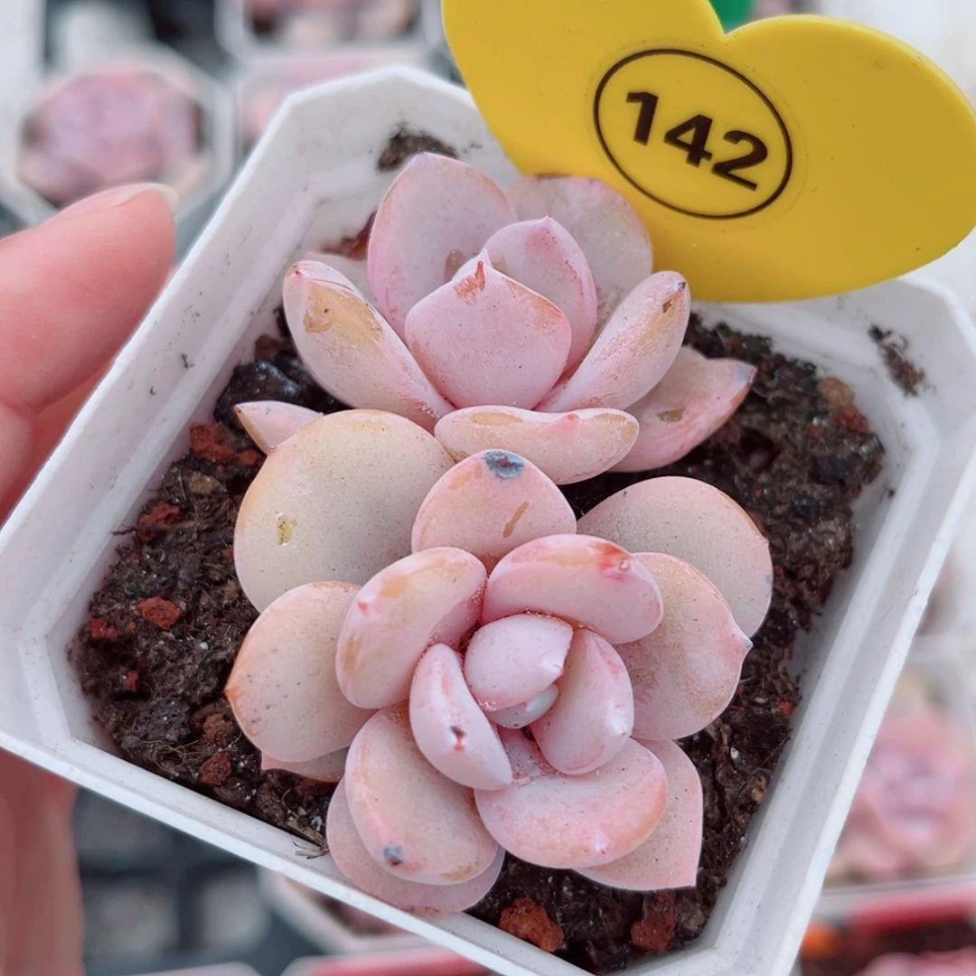 142号小老桩奶茶双头