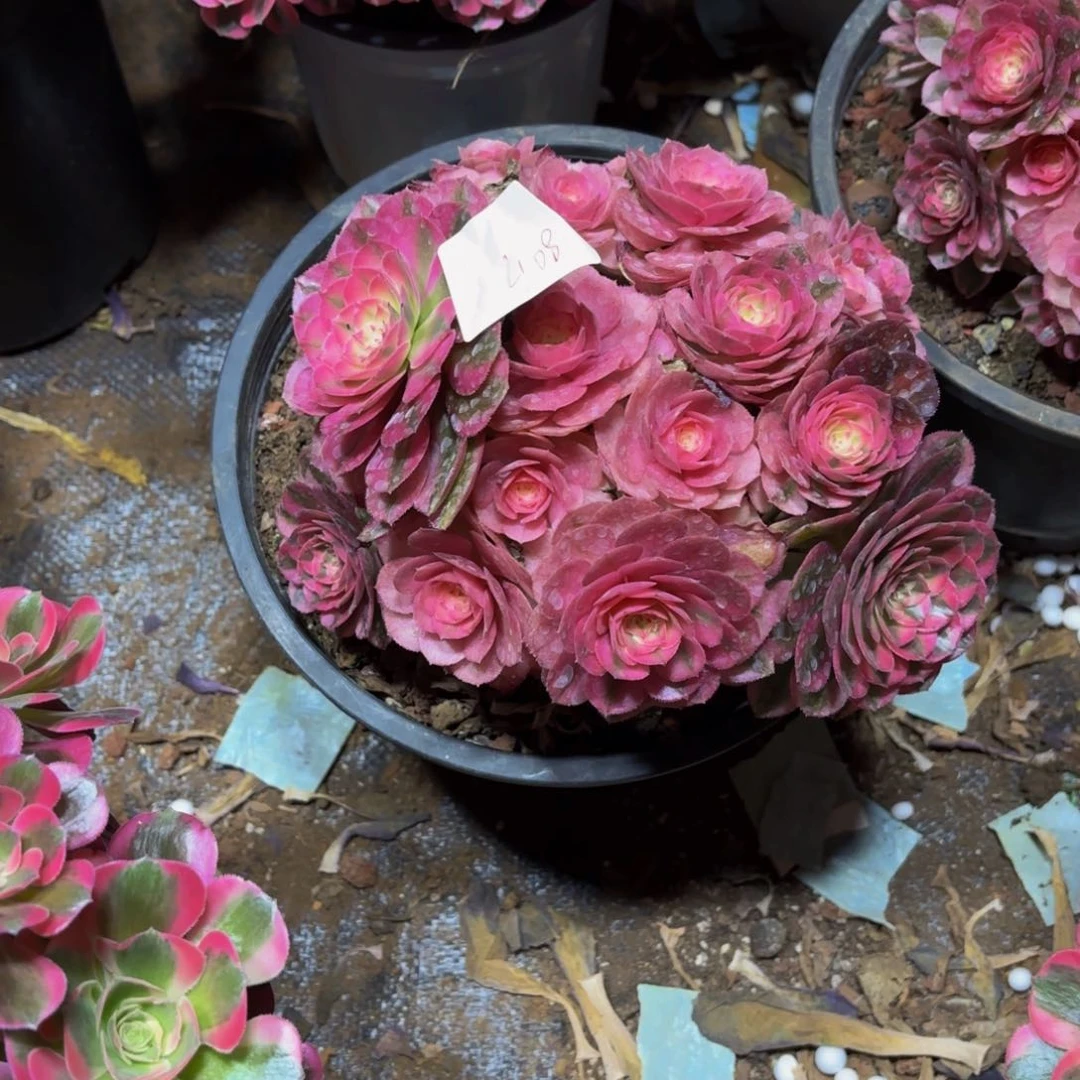 云南荔枝好看408号