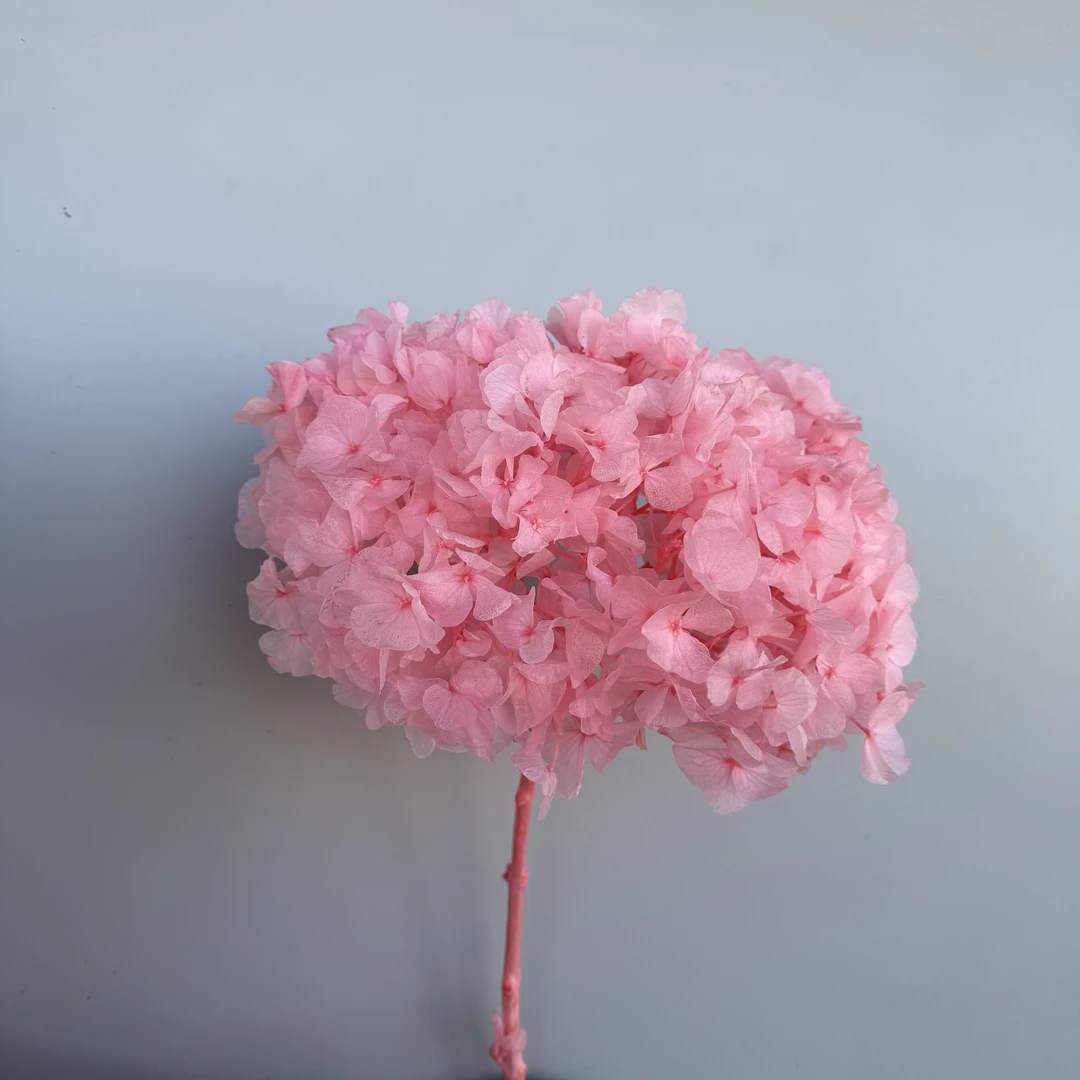 大叶绣球永生花干花可用于婚庆与客厅高档布景装饰插花