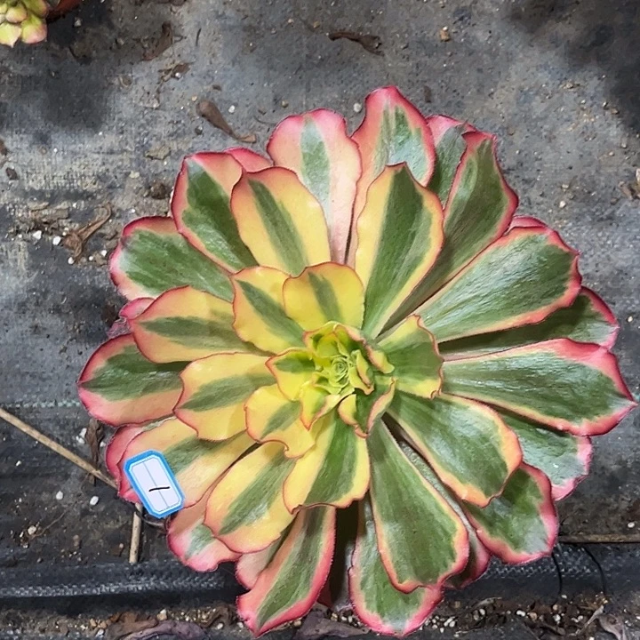 1魅影法师手捧多肉植物