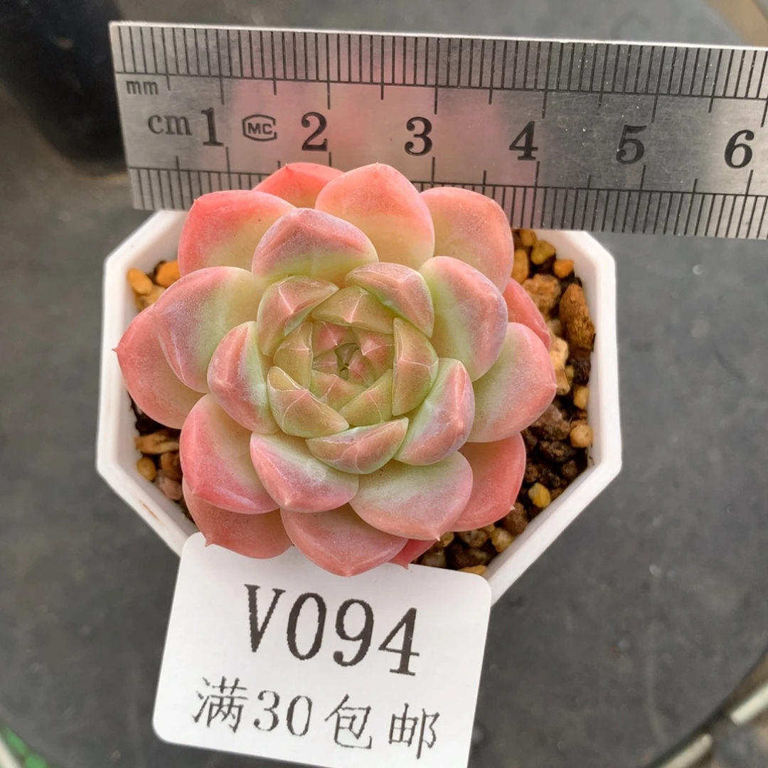 94。白巧克力冰魄。