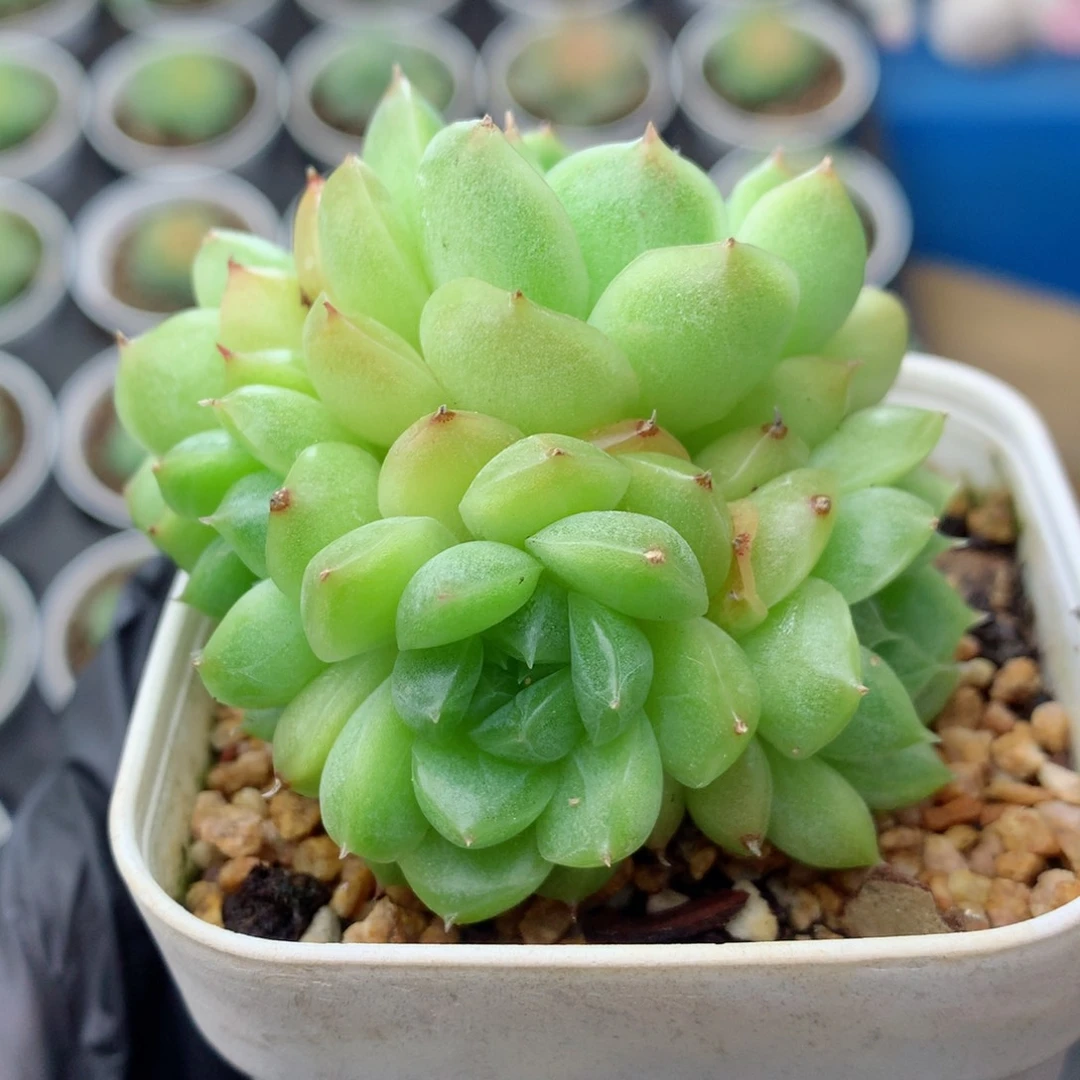 58包邮  群生不包整麦秆群9