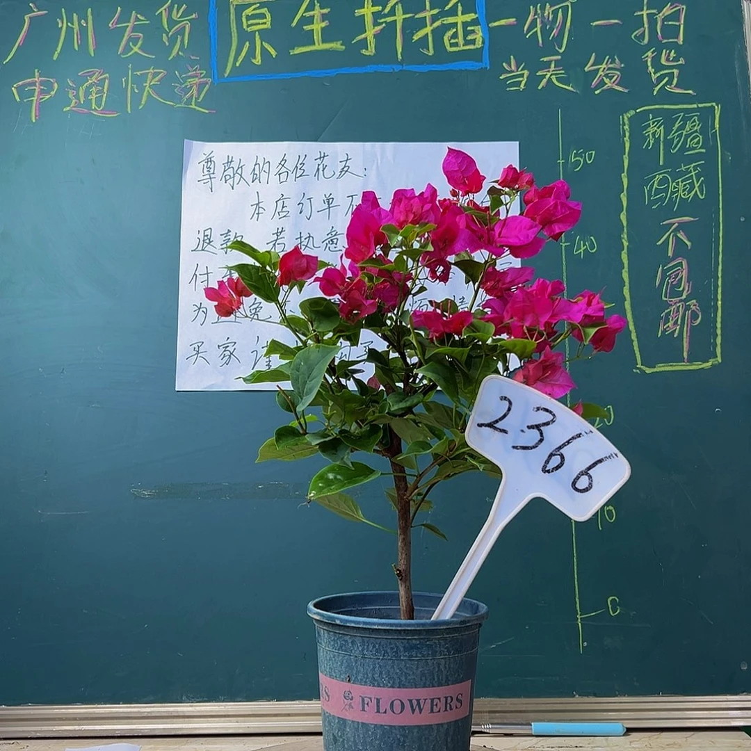 当前无花栽培后可以开花  玫瑰红   2366